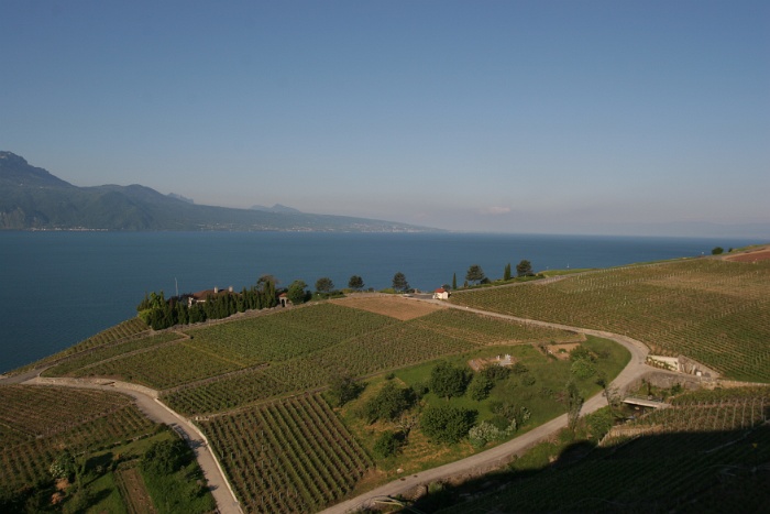 Lac et vignes depuis Lavaux - 050